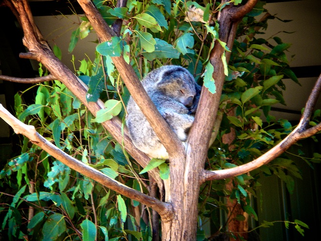 AU Koala Sanctuary1